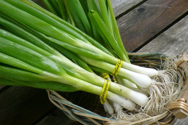 Ссылка кракен kr2web in